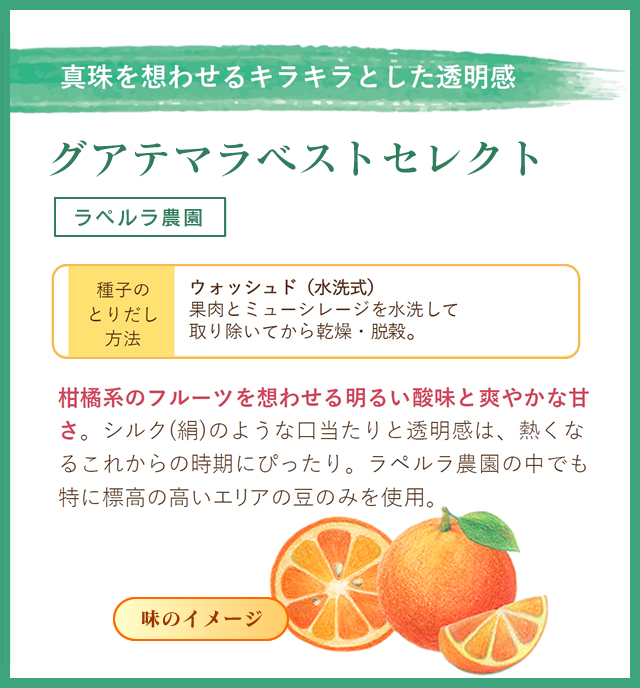 グアテマラベストセレクト